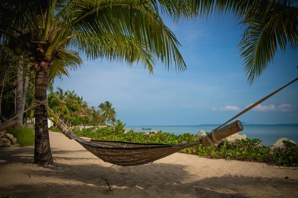 Où observer les pingouins empereurs en Antarctique : croisières et meilleures saisons?